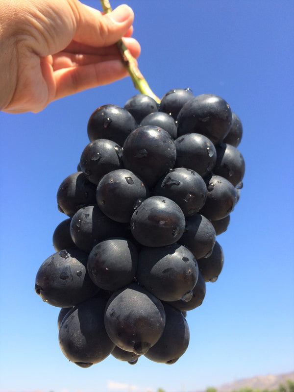 MAGICAL GRAPES