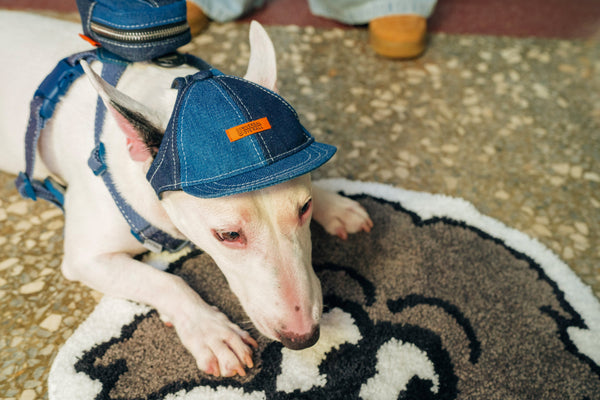 Pets cap【UO2543904SP】